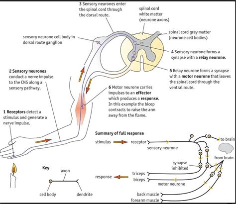 Reflex arc | Medical school inspiration, Medical student study, Medical school studying