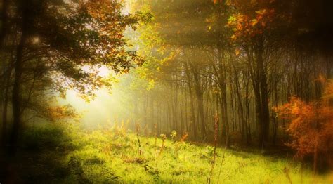 Free Images : tree, nature, forest, branch, light, mist, meadow, sunlight, morning, leaf, fall ...