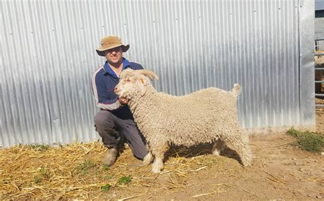 Angora goat fibre cheaper & profitable alternative to sheep, cattle | Farm Online | ACT