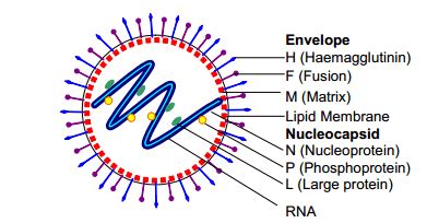 Measles virus: Structure, Pathogenesis, Lab Diagnosis • Microbe Online