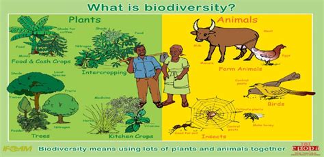 Environmental issues in India Biodiversity