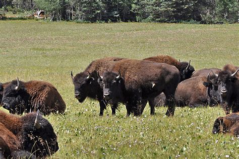 Grand Canyon: Bison hybrids trampling park lands, sacred sites - CSMonitor.com