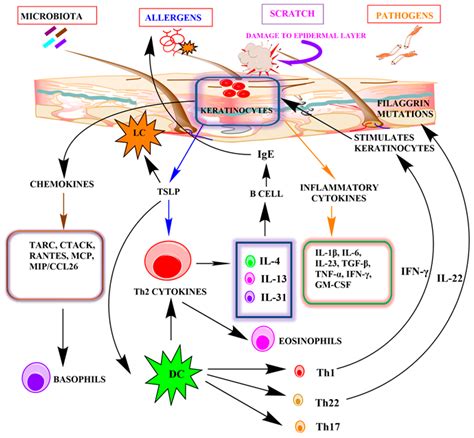 Cells | Free Full-Text | Keratinocytes: An Enigmatic Factor in Atopic ...