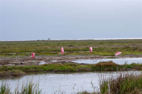 Aransas National Wildlife Refuge - Port Aransas 1streetover