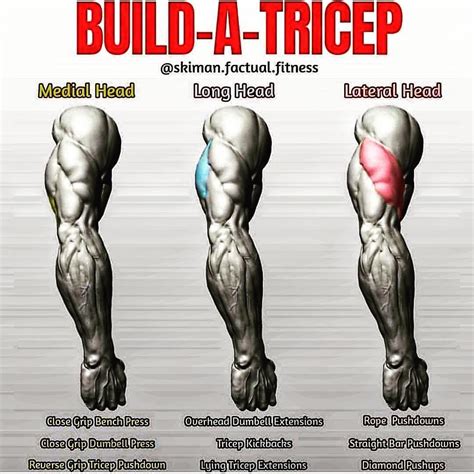 Pin on BUILD-A-MUSCLE