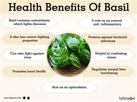 Basil Benefits And Its Side Effects | Lybrate