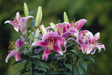 How to Grow and Care for Tiger Lilies