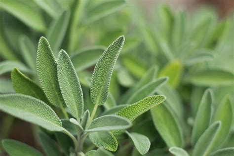 Growing Sage Plants | Sage Plant Care & General Tips – Bonnie Plants