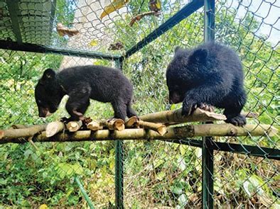 Rescued Himalayan black bear cubs sent to Pakke | The Arunachal Times