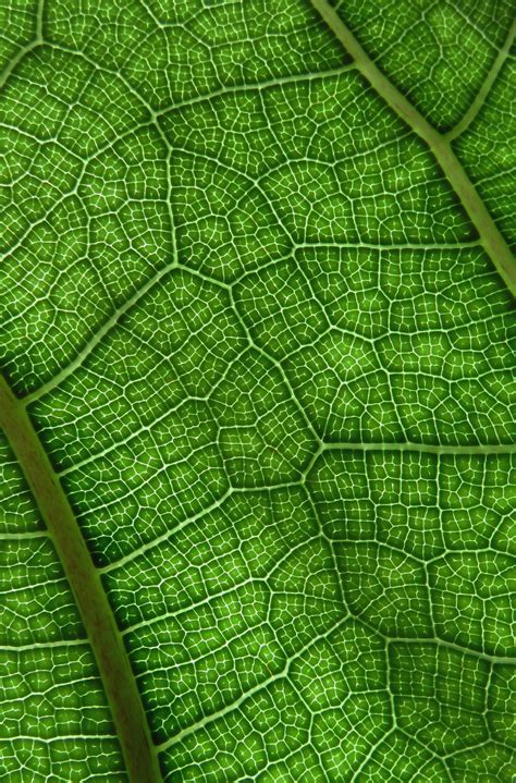 Ficus lyrata leaf veins. Micro Photography, Abstract Photography ...