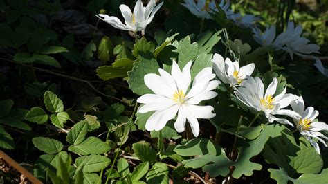 Blutwurz Sanguinaria canadensis – Ginkgo Gardens