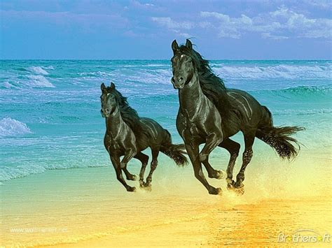 Horses on Beach Wallpaper - WallpaperSafari