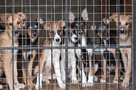 Arizona Mandates all Dogs Sold In Pet Stores to Come from Shelters | The Mind Unleashed