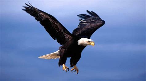 Free Bald Eagle Wallpapers - Wallpaper Cave