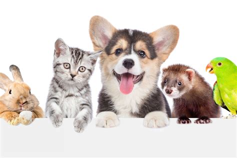 Cutest Pet Photo Contest - PHOENIX magazine