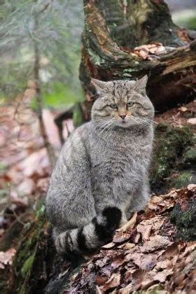 European wildcat | species data, conservation - BigCatsWildCats