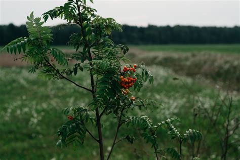 Close-up Photography of Apple Tree · Free Stock Photo