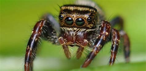 Spider Facts for Kids | Creepy Facts