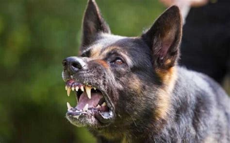 Snarling dog : What it's mean and how to deal with Dog Growling