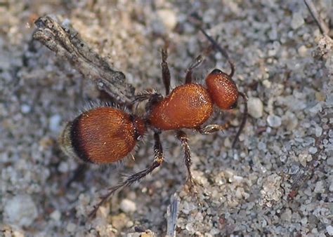 Velvet Ant (Family Mutillidae) – Field Station