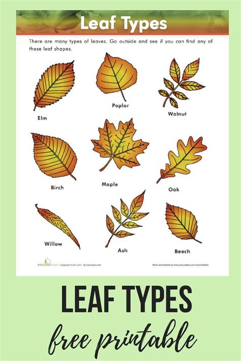 Leaf Types | Worksheet | Education.com | Leaf identification, Tree ...