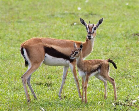 Thompson's Gazelle Mother And Baby | Jamie Stephenson | Flickr