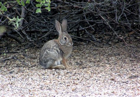 Riparian Preserve Photography: The Wildlife