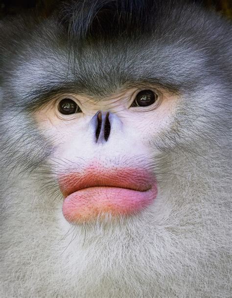 Photos from Tim Flach's 'Endangered' are stunning - Business Insider