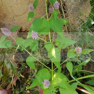 Anise Hyssop - 50 Seeds (Agastache foeniculum) - Seeds and Plants