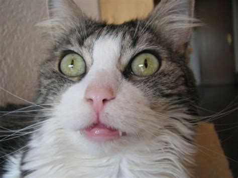 Why Is My Cat Drooling? – petsKB