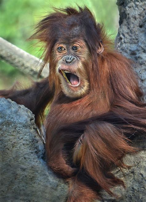 Playful Orangutan at San Diego Zoo