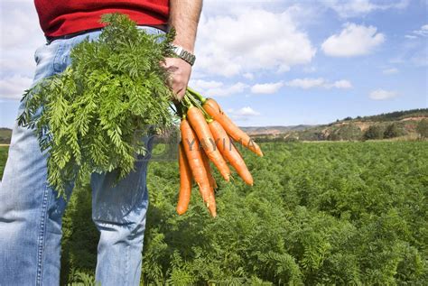 Carrot farmer in a carrot field on a farm by tish1 Vectors ...