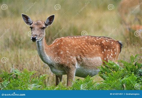 Fallow Deer Doe stock image. Image of strength, animal - 61431451