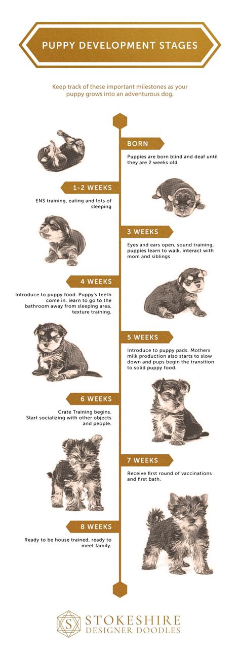 What are the Puppy Growth Stages? — STOKESHIRE