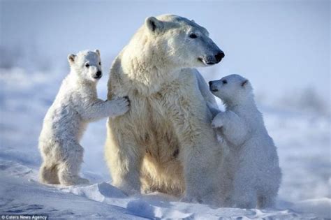 Cute white bear cubs. Page 1