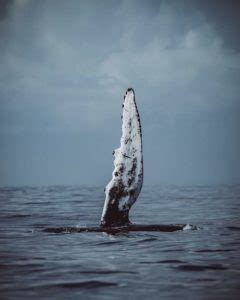 Whale watching season Maui - The best time to see whales in Hawaii