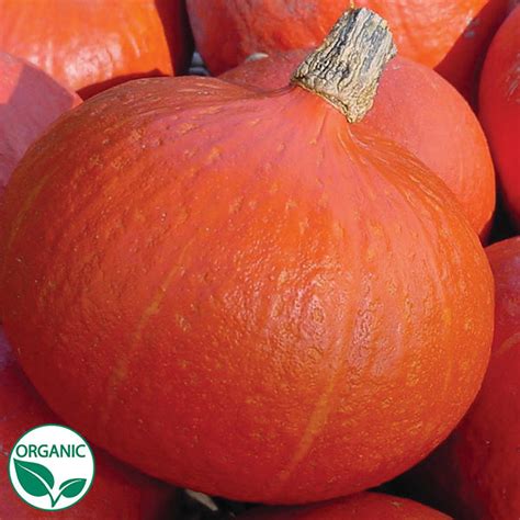 Uchiki Kuri Organic Winter Squash Seeds | Osborne Farm Seed Supplier