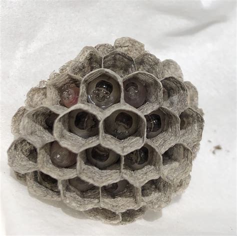 Little paper wasp larvae. : r/Entomology