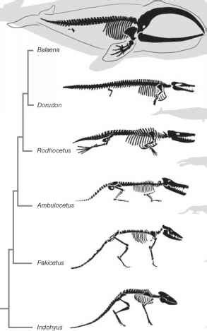 Back To The Water The Evolution Of Whales - Geography of Life