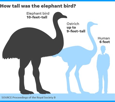 The elephant bird of Madagascar has regained its title as the largest ...