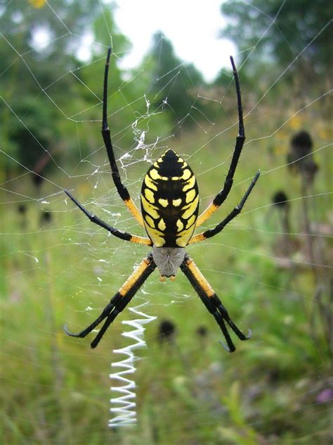 8 Pics Yellow Garden Spider Poisonous And Review - Alqu Blog