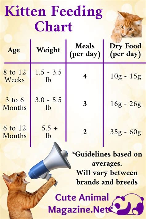 Kitten Feeding Chart | Getting a kitten, Healthy cat food, Cat feeding chart