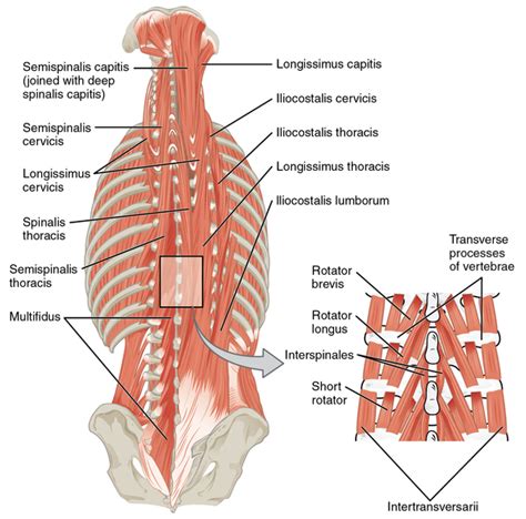 Lumbar Strain - Physiopedia