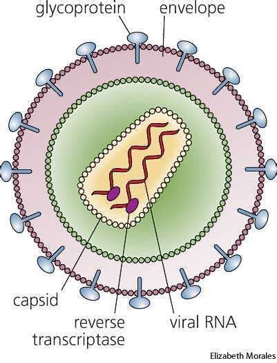 Retrovirus dictionary definition | retrovirus defined