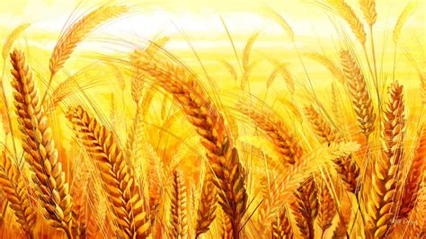 Download Golden Close-up Nature Wheat HD Wallpaper