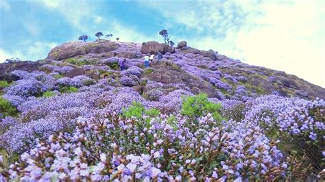 Neelakurinji, the Wonder Flower to Bloom after 12 Years: Kerala Will ...