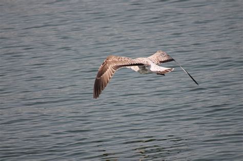 Bird Flying Nature - Free photo on Pixabay