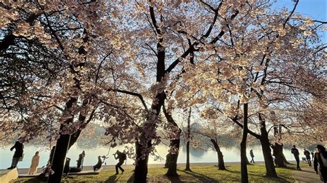 Peak bloom cherry blossoms arrive in Washington, DC | wusa9.com