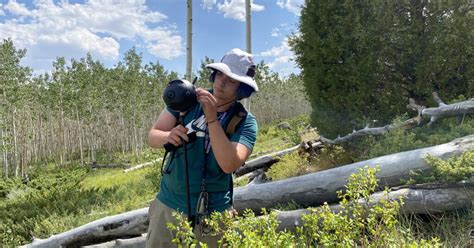 ‘Friends of Pando’ capture the world’s largest organism in first-of-its ...