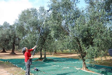 Harvesting olives in Lecce, Apulia and Salento - Oil Company Schirinzi